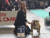  - Lady Godiva Best Puppy et 5ème au Ring d'honneur à l'EURODOGSHOW