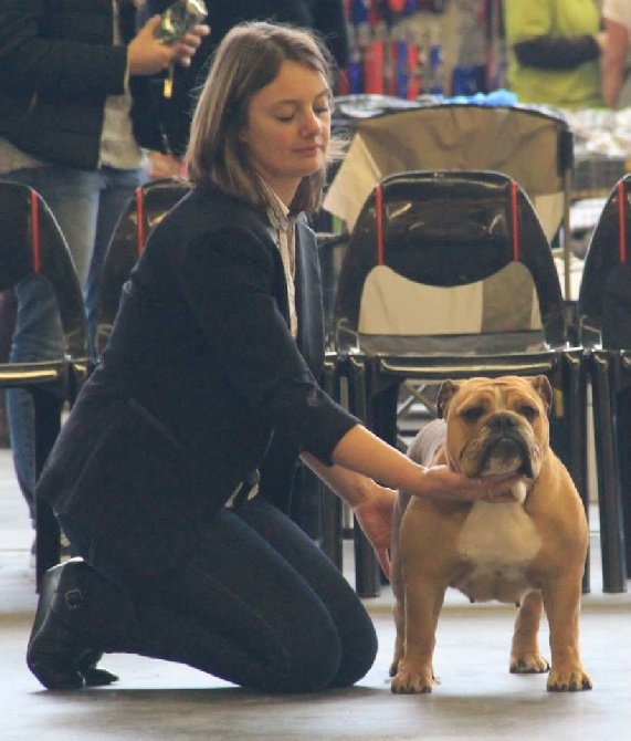 Tan'rei Bulls - EURODOGSHOW Courtrai 16/11/2014