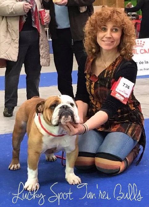 Tan'rei Bulls - L'année 2017 commence sur les chapeaux de roue au PARIS Dog Show