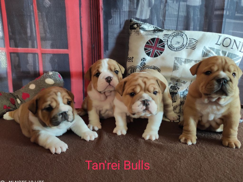 Tan'rei Bulls - Bulldog Anglais - Portée née le 03/05/2021