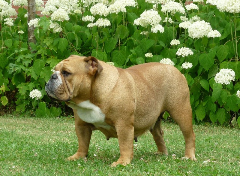 Unbreak-A-Bull Mystic