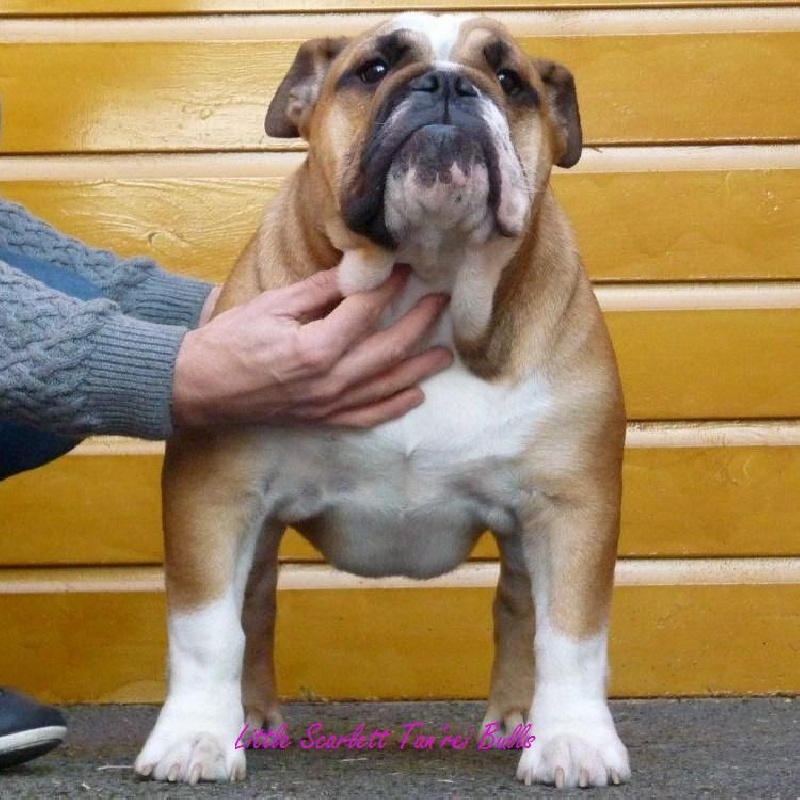 Little scarlett Tan'rei Bulls