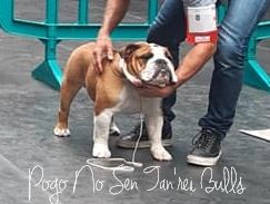 Pogo no sen Tan'rei Bulls
