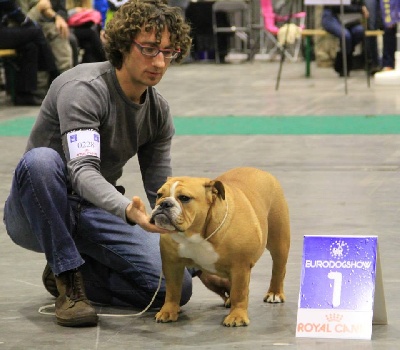 Tan'rei Bulls - Eurodogshow Courtrai 17/11/13