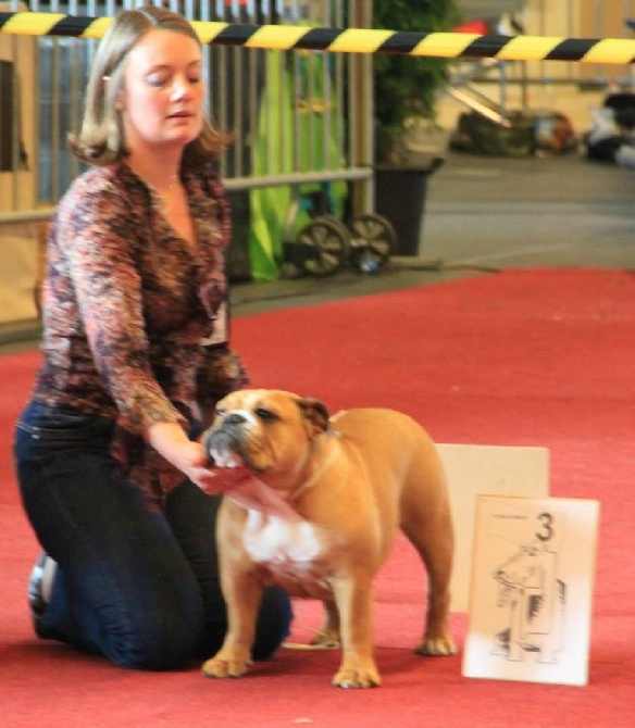 Tan'rei Bulls - Exposition Internationale LOMMEL 07/06/14
