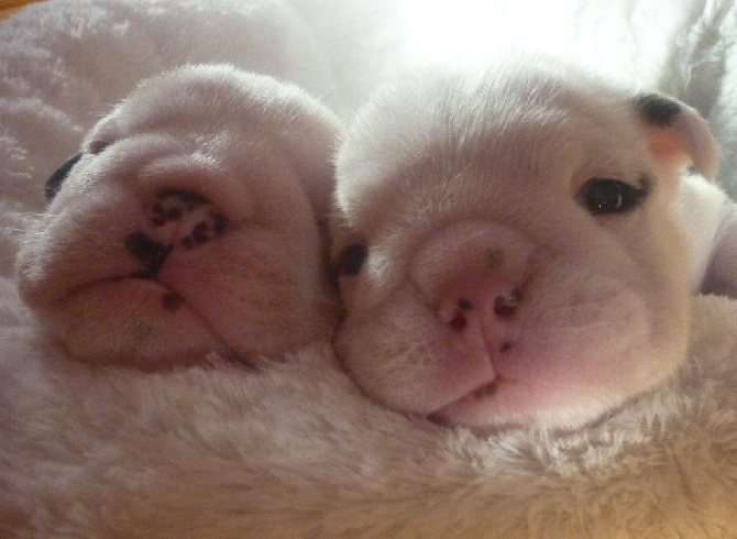 Tan'rei Bulls - Voilà nos petits yeux sont ouverts !