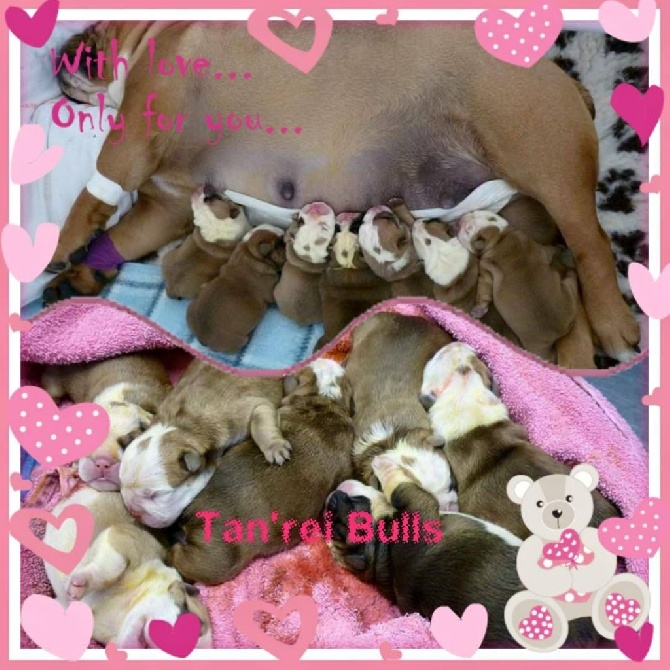 Tan'rei Bulls - Ils sont arrrivés le 20 Avril 2015