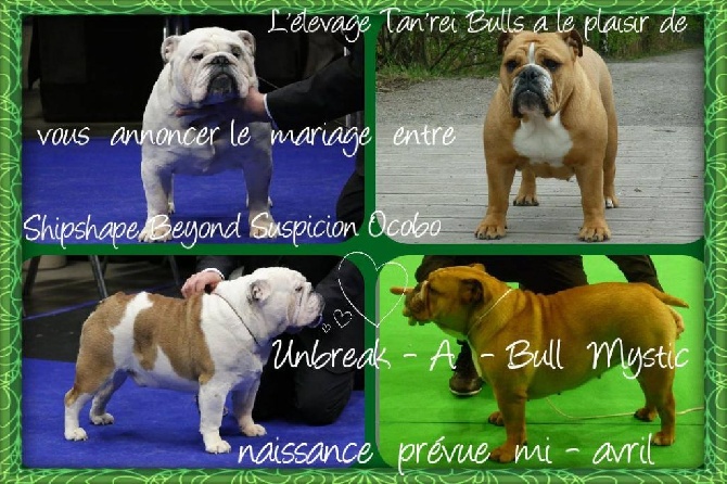 Tan'rei Bulls - "Exclusif" en France : Naissance prévue pour mi-avril