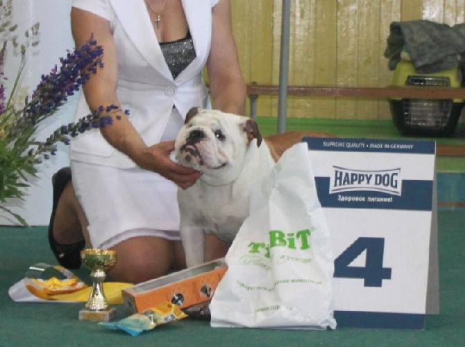 Tan'rei Bulls - Javanaise Tan'rei Bulls BEST Puppy en RUSSIE !!
